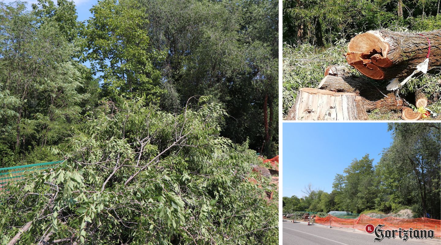 Immagine per Abbattuti gli alberi in via Cordaioli, confermato il progetto del Gect